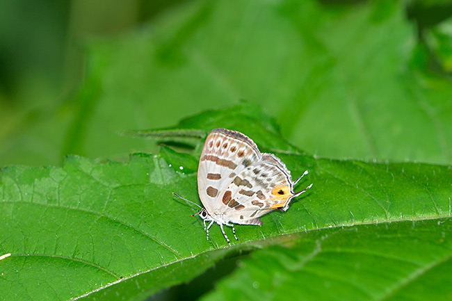 小諸のウスイロオナガシジミ