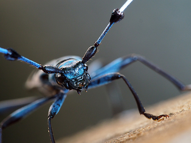 ルリボシカミキリ