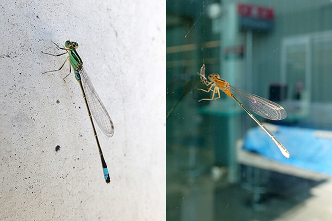 アオモンイトトンボ