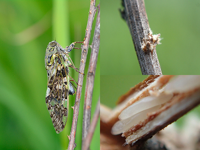 ニイニイゼミの産卵