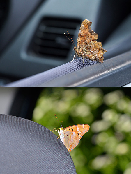 車の中に入るチョウ