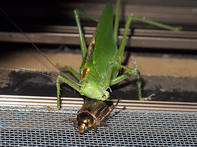 コガネムシを襲うヤブキリ