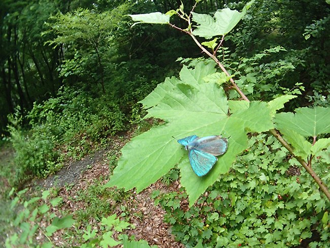 ジョウザンミドリシジミのテリトリーを魚露目で