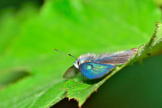 ジョウザンミドリシジミ