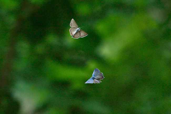 ジョウザンミドリシジミのテリトリー争い