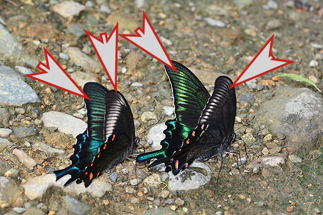 カラスアゲハとミヤマカラスアゲハ