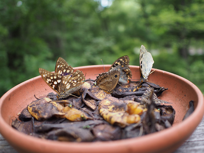 えさ台のチョウ