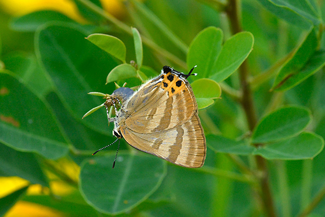 トラフシジミの産卵　