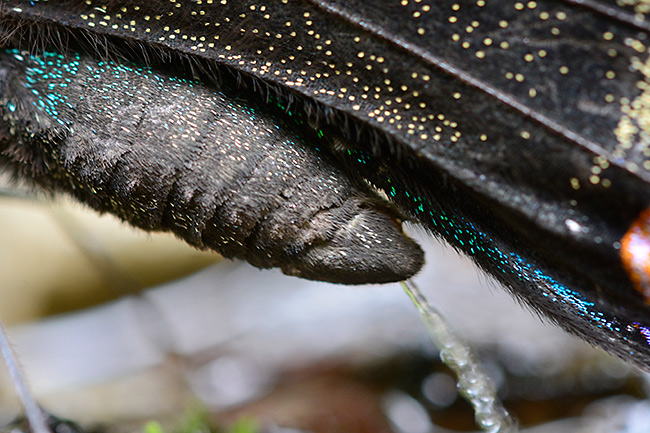 ミヤマカラスアゲハのおしっこ