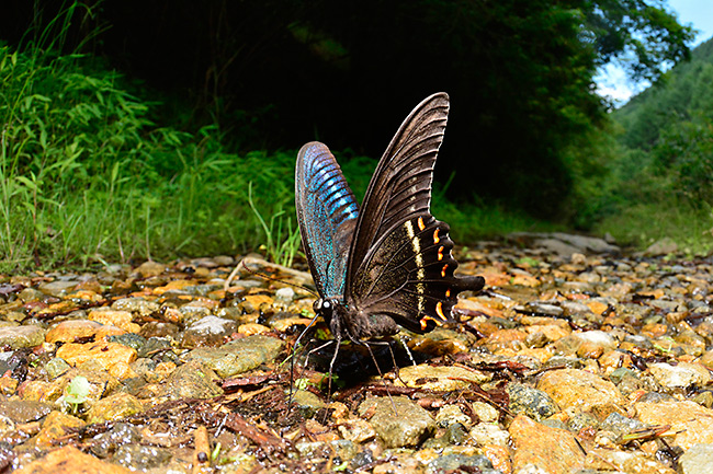 ミヤマカラスアゲハのおしっこを魚眼で