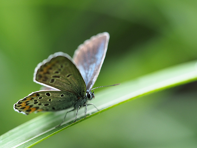 アサマシジミのオス