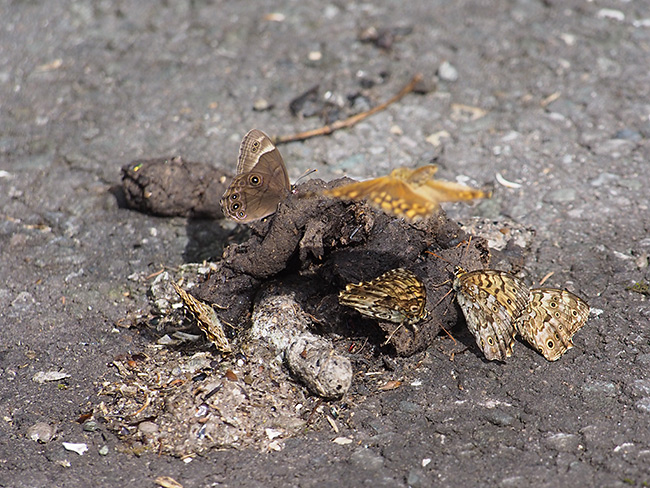 ヤマキマダラヒカゲ