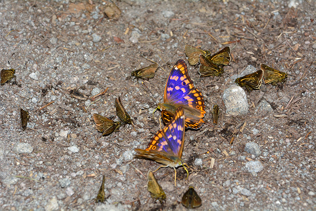 コムラサキとコチャバネセセリ　