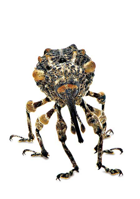 マダラアシゾウムシ（小諸の写真展展示作品より）