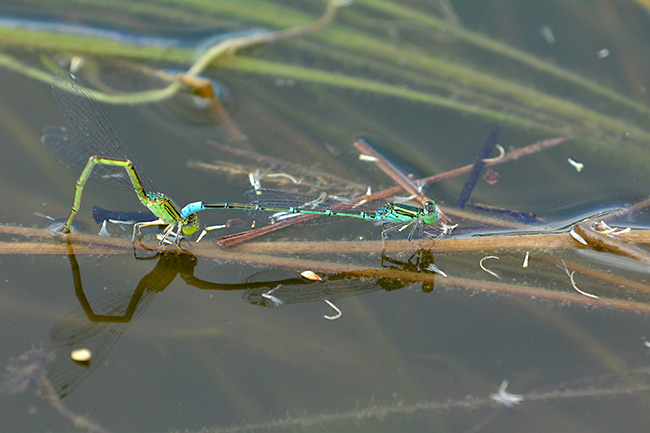 セスジイトトンボの産卵