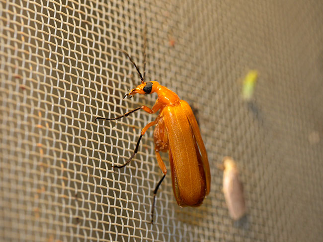 灯りに来たキイロゲンセイ