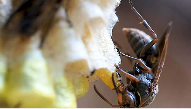 キボシアシナガバチの巣