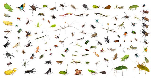 マレー群虫図（小諸の写真展展示作品より）