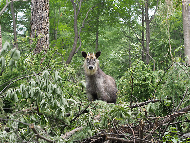 カモシカ