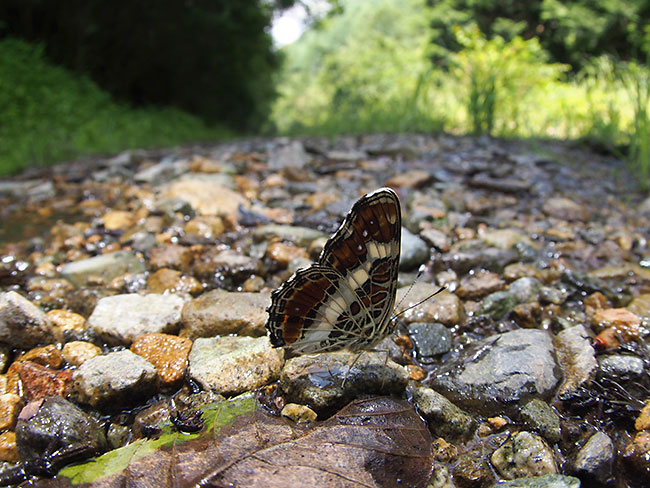 サカハチチョウ