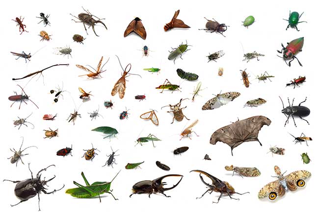 ペルー群虫図（小諸の写真展展示作品より）