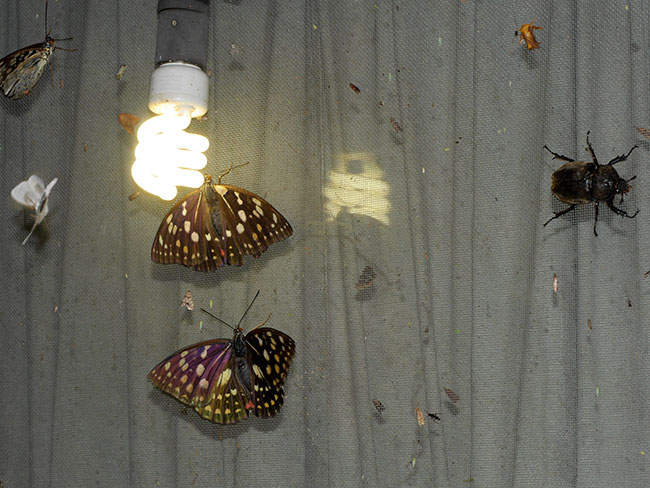 灯りに来たオオムラサキ