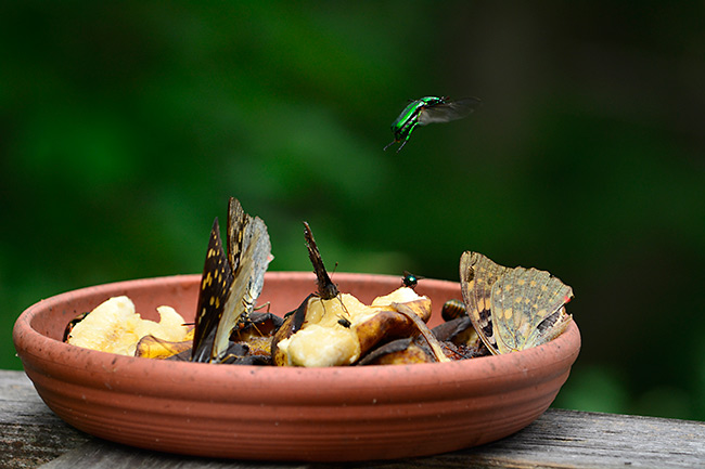 オオムラサキがたくさん
