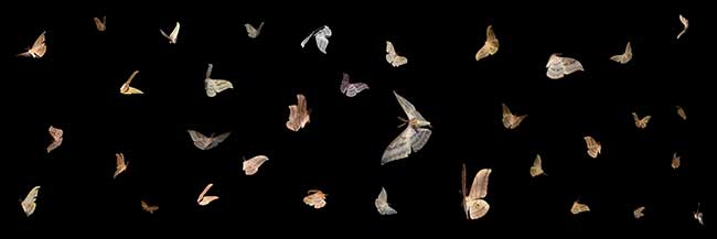 群蛾図（小諸の写真展展示作品より）