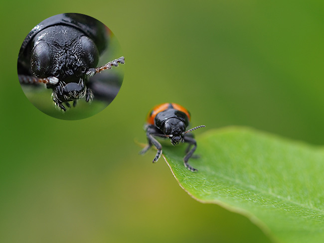 ヨツボシナガツツハムシ