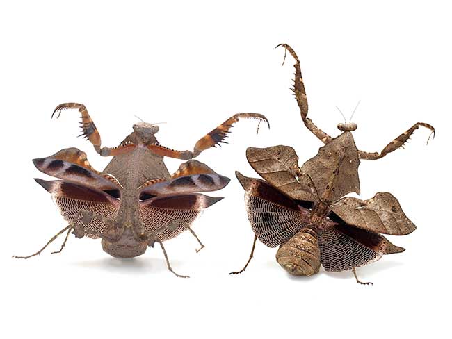 表裏一体（小諸の写真展展示作品より）