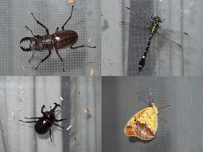 灯りに集まる昆虫たち