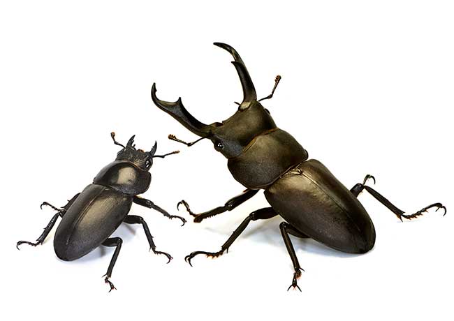 コクワガタのオスとメス（小諸の写真展展示作品より）