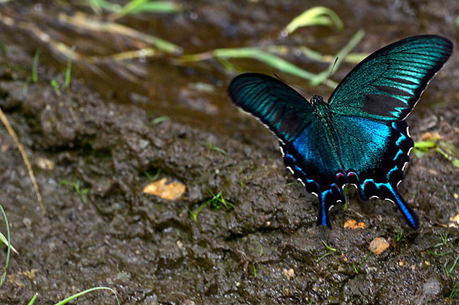 カラスアゲハの飛翔
