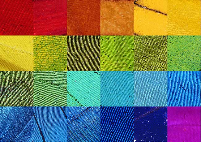 チョウのカラーサンプル（小諸の写真展展示作品より）