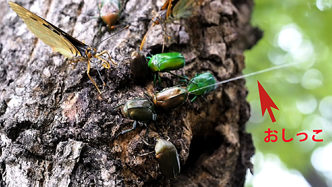 カナブンのおしっこ