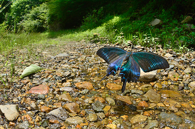ミヤマカラスアゲハの飛翔