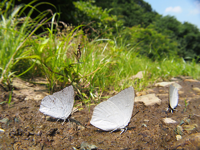 ウラギンシジミの吸水