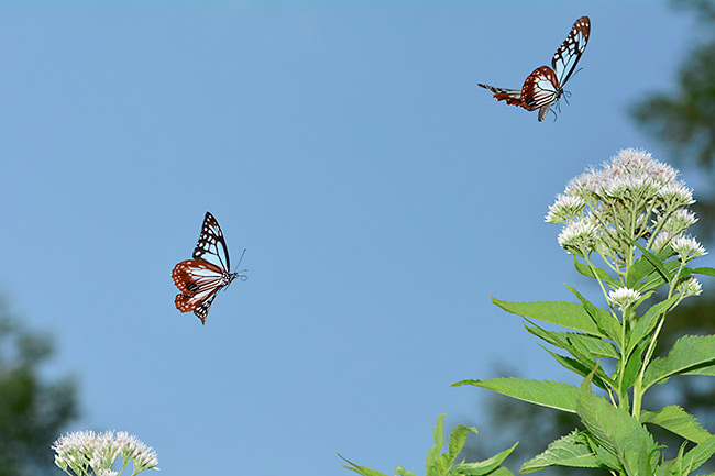 アサギマダラの飛翔
