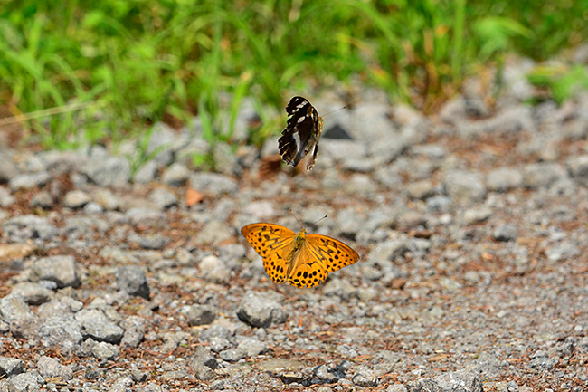 メスグロヒョウモンの求愛