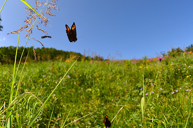 ベニヒカゲの飛翔