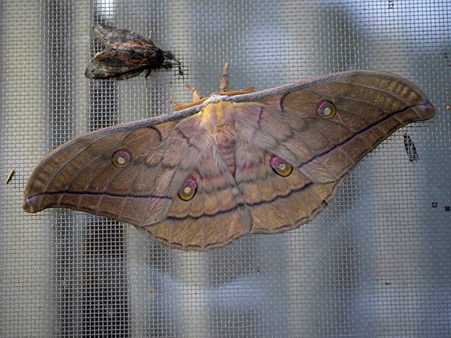 今年もヤママユの季節に