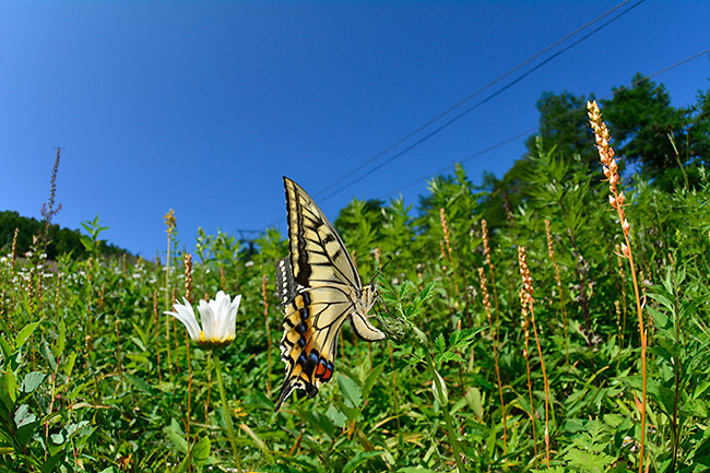 キアゲハの産卵