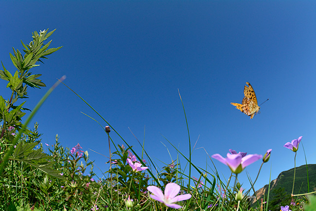コヒョウモンの飛翔