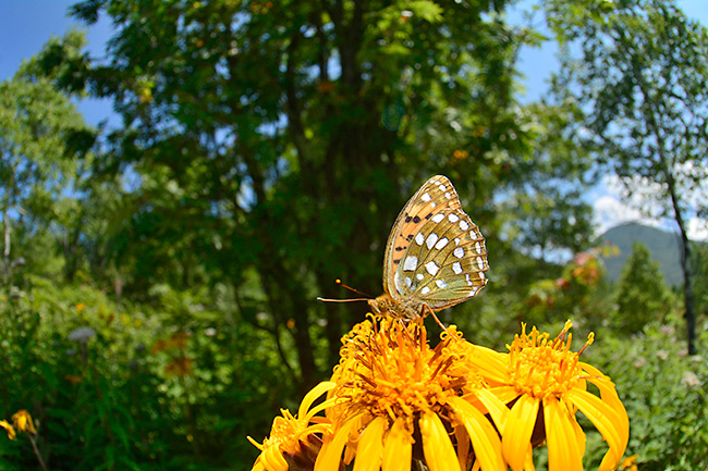 ギンボシヒョウモン