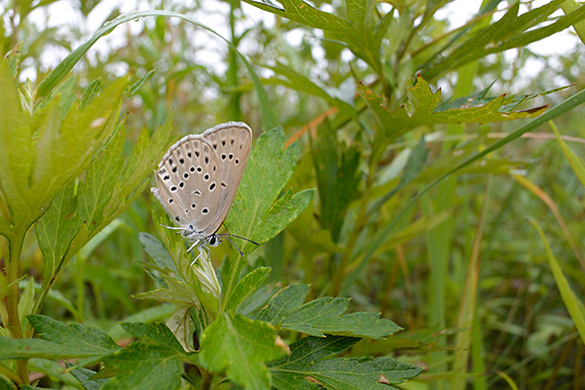 北海道のゴマシジミ