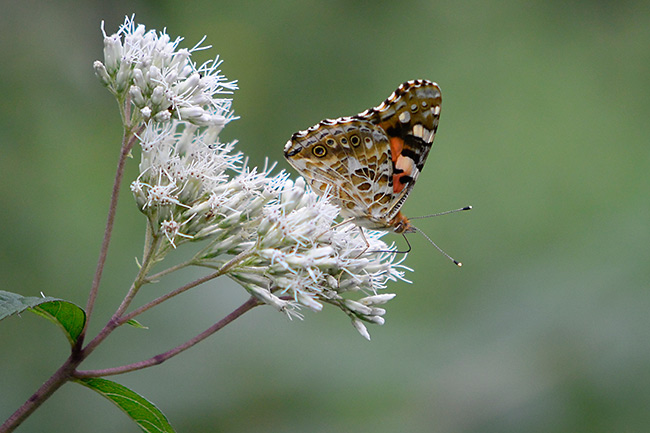 北海道のヒメアカタテハ