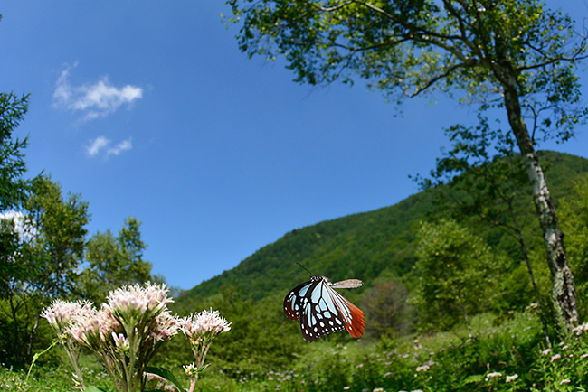 アサギマダラを魚眼で