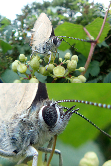 魚露目をTG-2に付ける方法（ミドリシジミ）