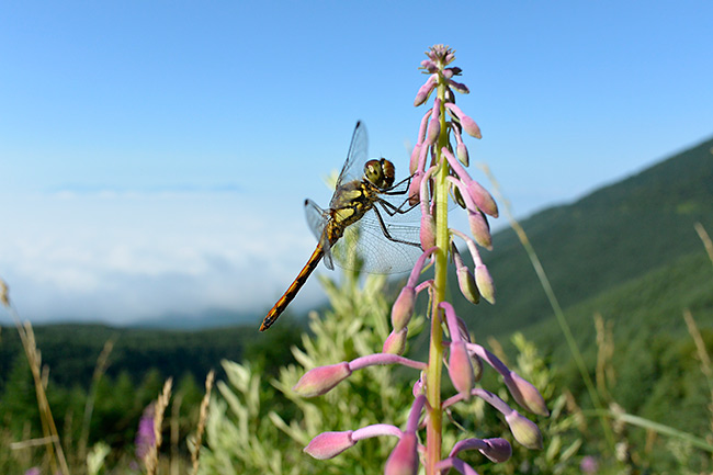 ヤナギランにアキアカネ