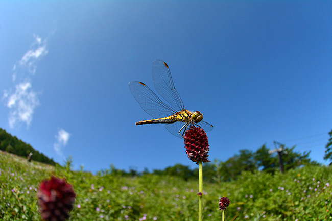 高原のアキアカネ